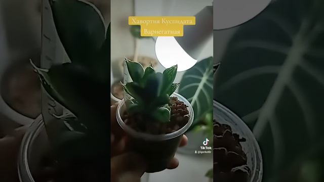 Хавортия Куспидата Вариегатная.