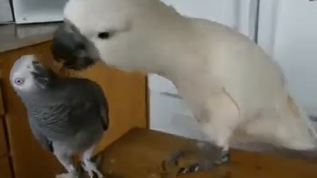 Very funny 2 parrots