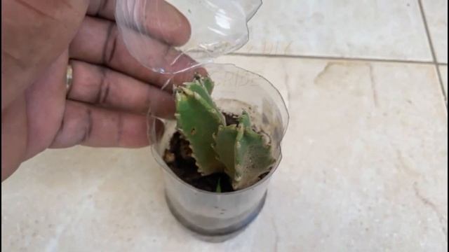 Natural way to rooting Etapelia Simple etapelia propagation with True Results #stapelia #etapelia