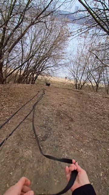 Хаски Дик любит тренировки на горке)