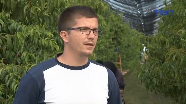 RTV Pančevo - Berba nektarina u toku