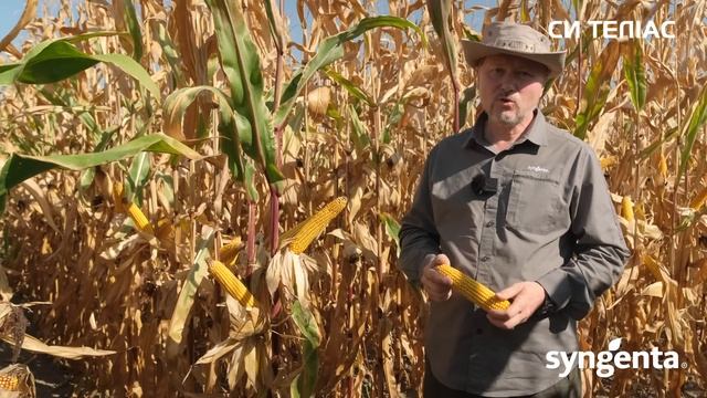 Гібрид кукурудзи 🌽СИ Теліас ФАО 220