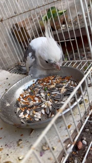 Parrot eating Sunflower 🌻 seeds #birds #bird #greenringneck #pigeon #birdspecies #birdslover #pigeo