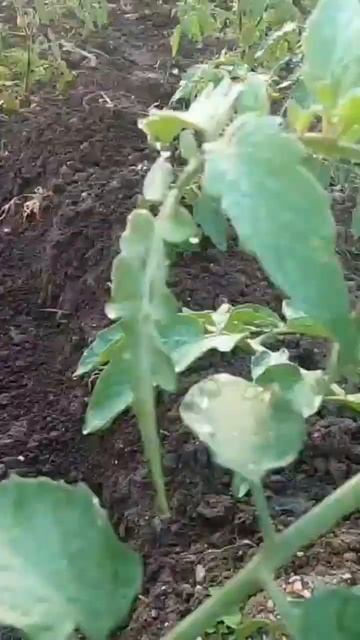 Small farms can change the world #tomato plant #shorts