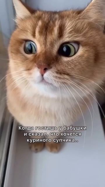 Куриный супчик...