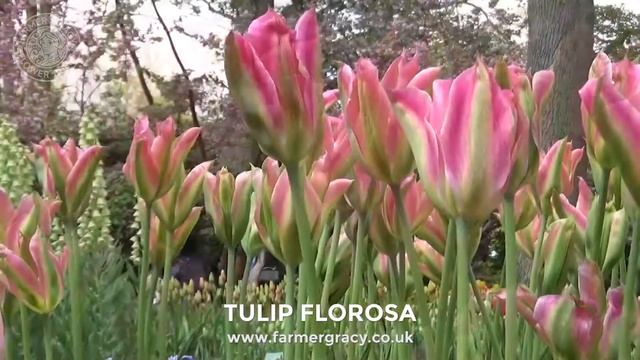 Tulip 'Florosa' - FarmerGracy.co.uk