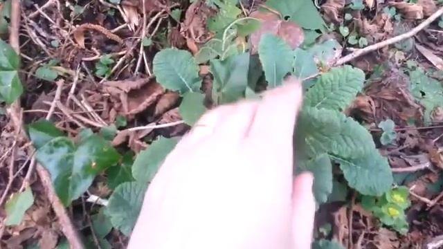 How to identify Primrose. Bushcraft.