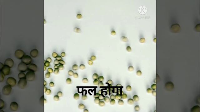बीज वाली सब्जिया सब्जी नही हैं तो फिर जानिए कि बीज वाली सब्जियों को विज्ञान क्या मानता हैं ASV-3#To