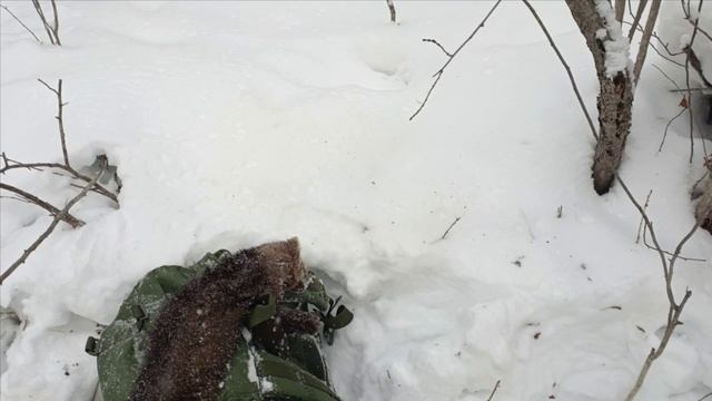 Проверка капканов,первый путик,два соболя.