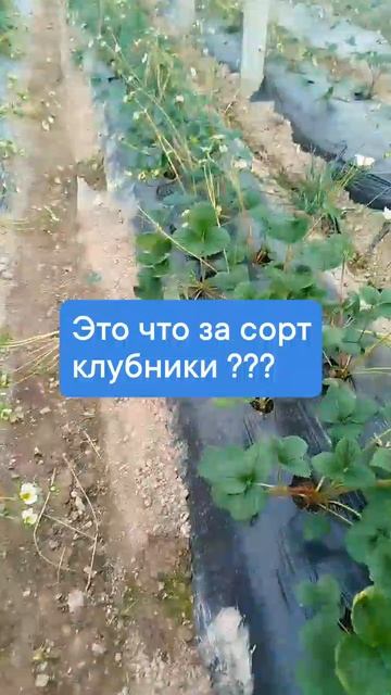 Сорт клубники