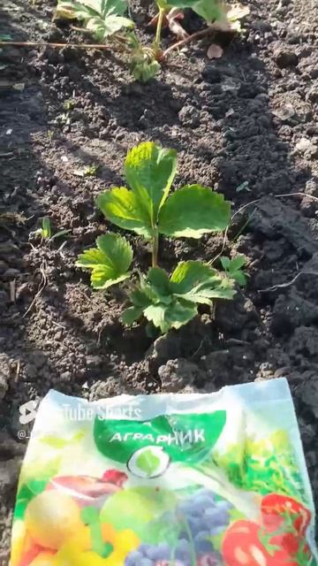 Удобрение АММОФОС