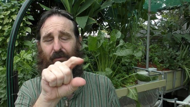 Investigating a Crook Silver Perch in the Aquaponics. Possible Paintbrush Tail Deformity.
