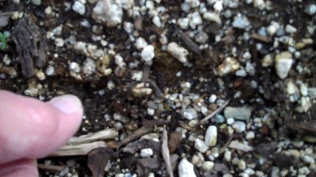 How to's of Planting Beets
