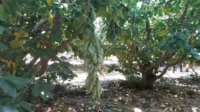 Собираем черешню в Израиле
