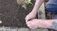 PLANTING GREEN ONIONS - HOW TO DO IT (OAG 2018)