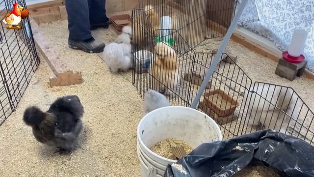 Идеальное птицеводство достойно восхищения 🐓🦆🦢🦚🦃🐔 эпизод (38)