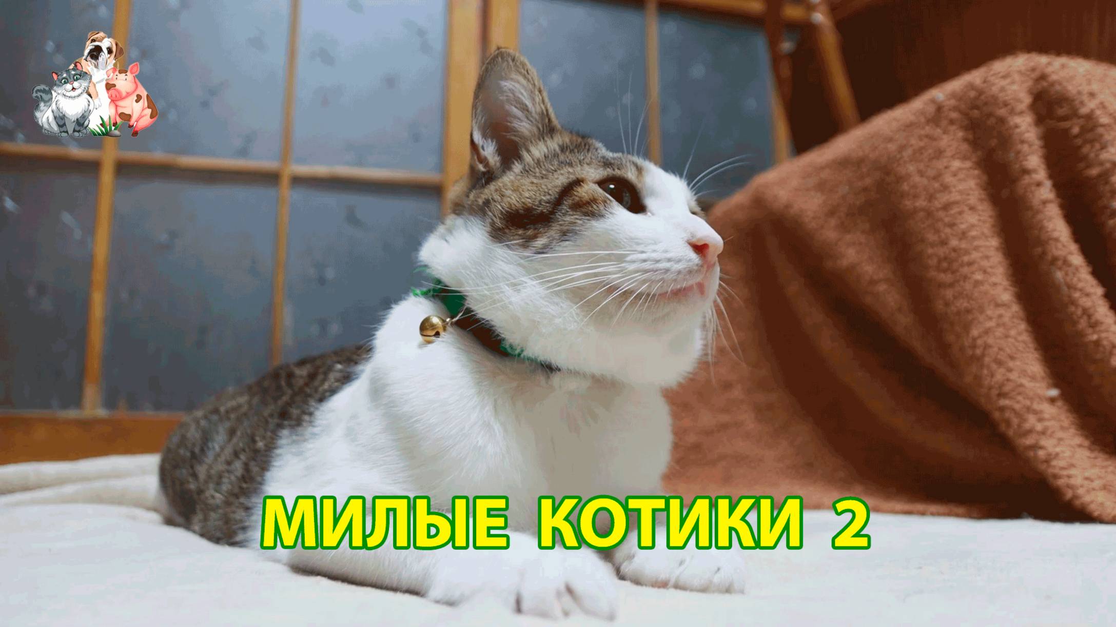 Милые нарядные Котики успокоят нервную систему 🐈🐈🐈 Помогут отдохнуть от забот (2)