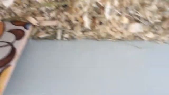 Приключения песчанок  😊😊😊😊😊