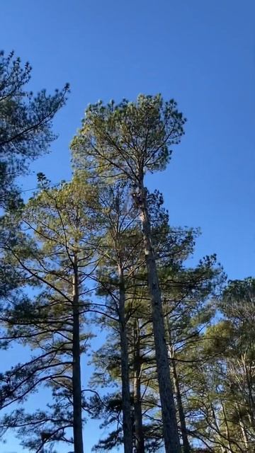 Climber cutting the lid of a pine tree #treecutting #treecare #treeclimbing #atlantageorgia