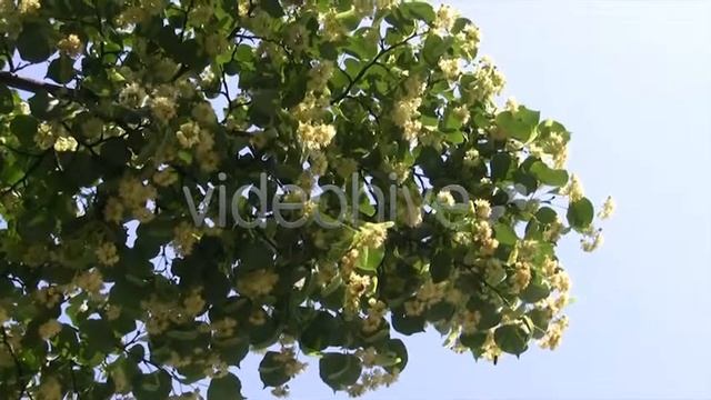 Bees Collect Pollen from Small-leaved Linden