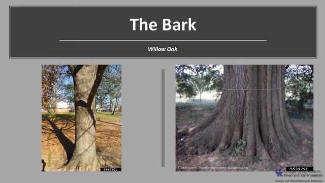 Tree of the Week: Willow Oak