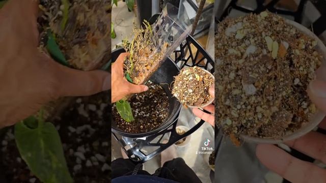 POV Syngonium Scrambled Eggs Repot