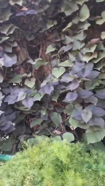 Ipomoea batatas/Sweet Potato plant
