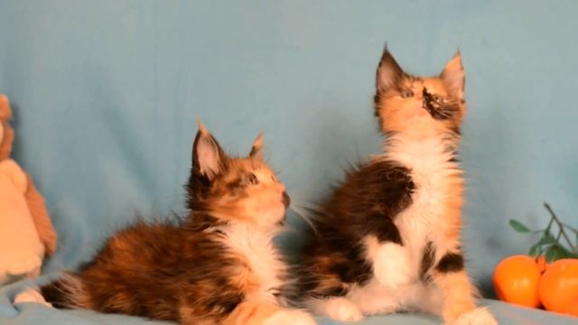 Котята мейн кун из помета L (питомник Absent)