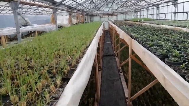 Теплицы Солнцецвет Сквира 02 02 21