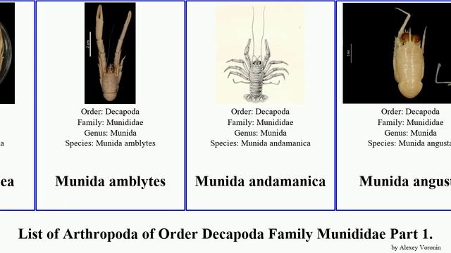 List of Arthropoda of Order Decapoda Family Munididae Part 1. munida agononida bathymunida iris