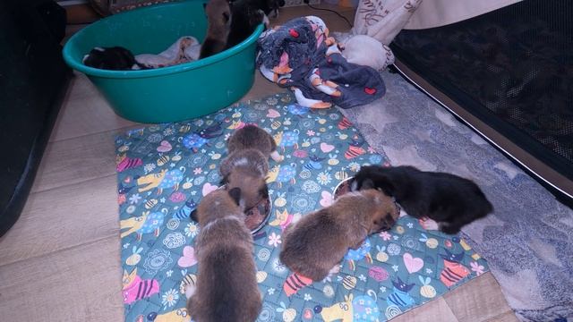 Первый мясной прикорм