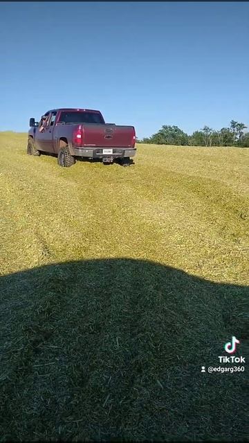 harvest tritikel 🚜💪(1)