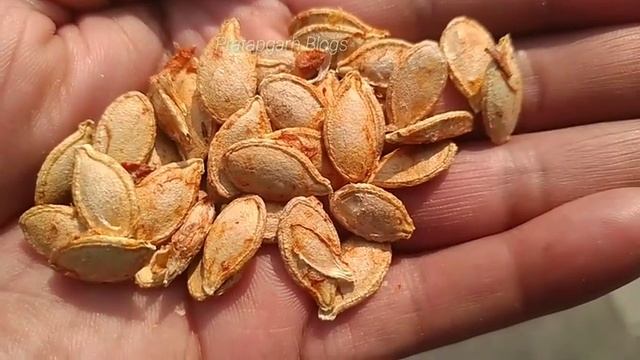 कद्दू की बुवाई किस महीने से किया जाता है|kaddu ki buvayi kis mahine kare|What month to sow pumpkin🎃