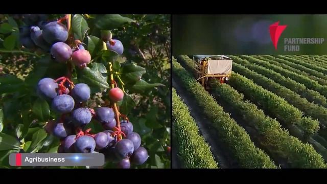 Vanrik Agro Blueberry Plantation