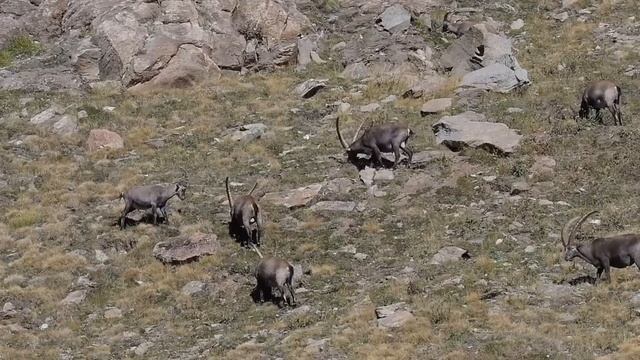 How Do Mountain Goats Climb Cliffs | mountain goat defying gravity