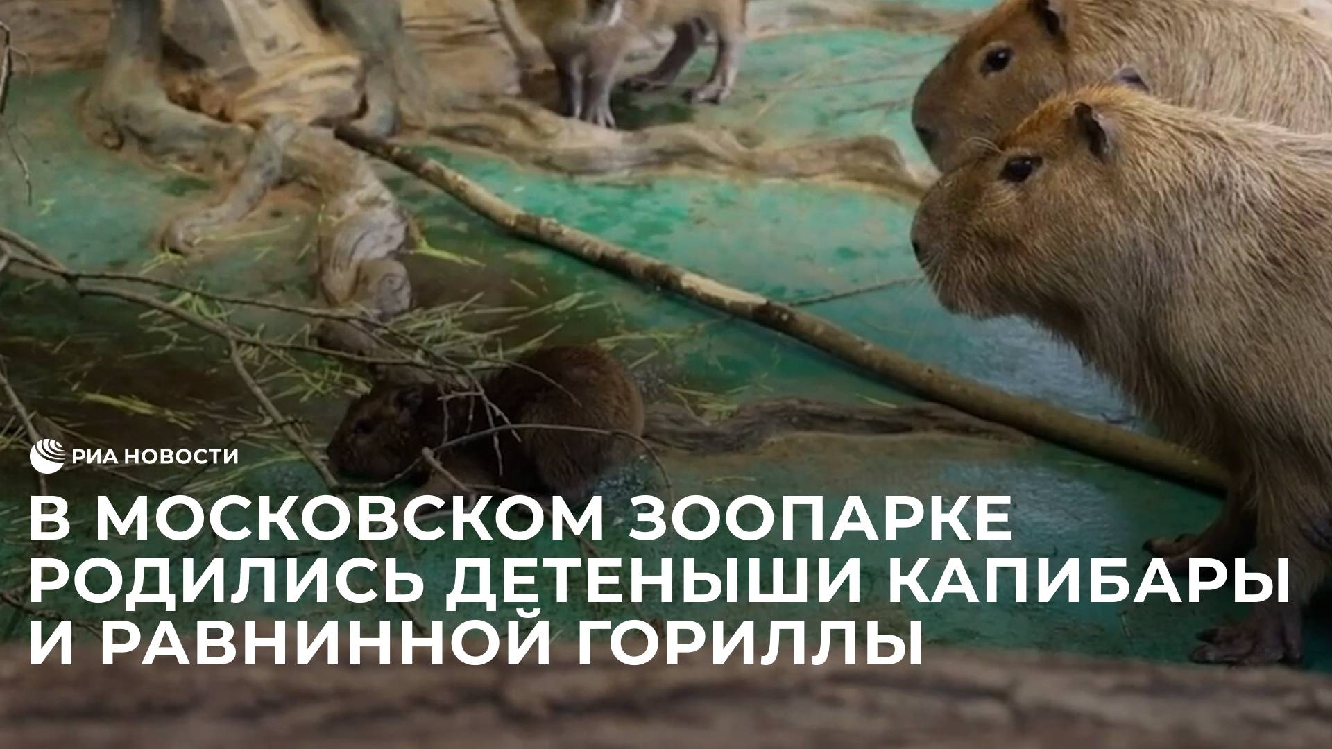 В Московском зоопарке появились детеныши капибары и равнинной гориллы