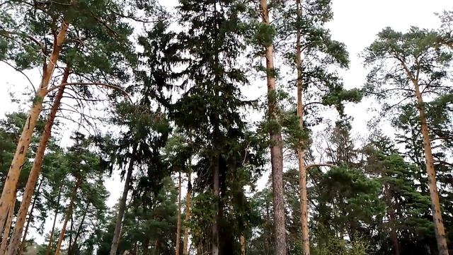 Погожий тёплый весенний денёк, первые листочки 🌿на деревьях🌳  уже появились, птички 🐦 поют - красот