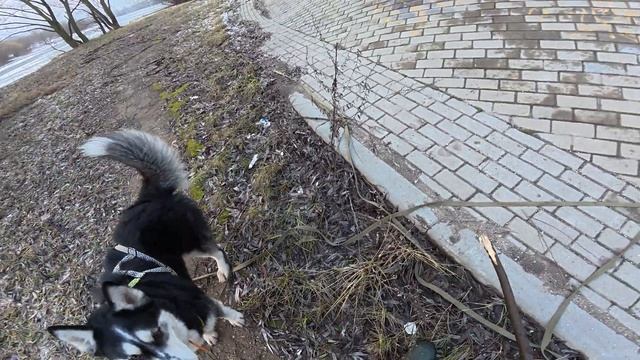 Хаски Дик на горке 45 градусов. новая тренировка) 12.01. часть 2