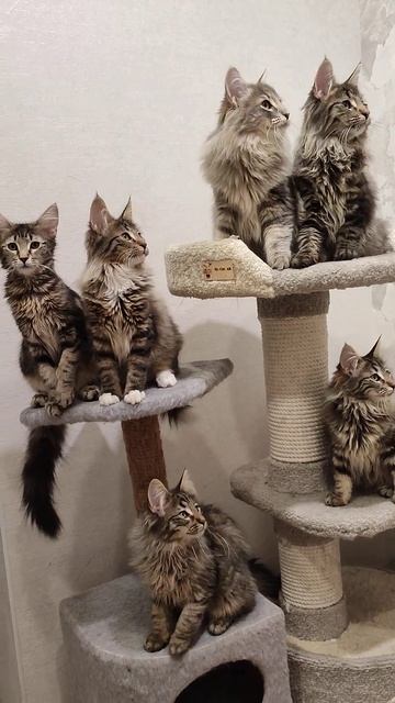 Норвежские лесные котята Император, Эдвард, Диана, Эдгар, Гармония и Гермес, fashionpeak.ru