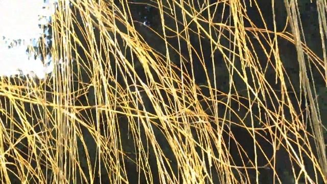 Ssaule pleureur 'Salix babylonica' La chevelure dorée