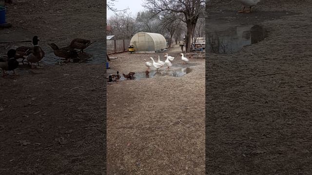 На водопой с дикими