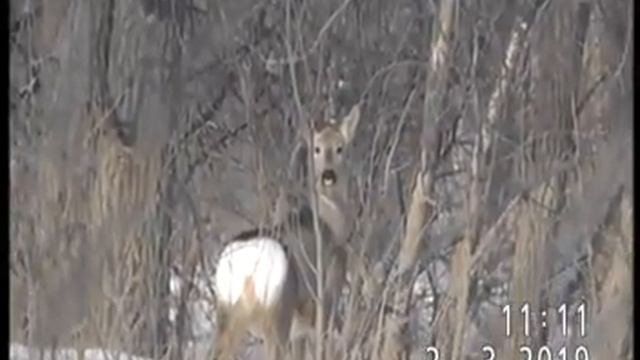 КОСУЛИ КРАСУЮТСЯ