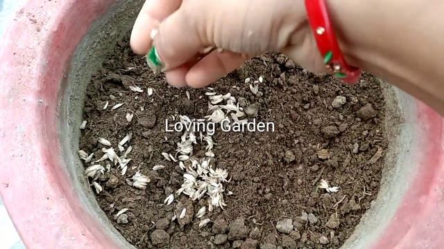 पूरे साल फूल देता है ये पौधा ऐसे ग्रो करे बीज से/How to Grow Gomphrena From Seeds/Gomphrena Plant//