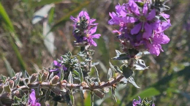 שנית גדולה فرندل مبذول Lythrum salicaria