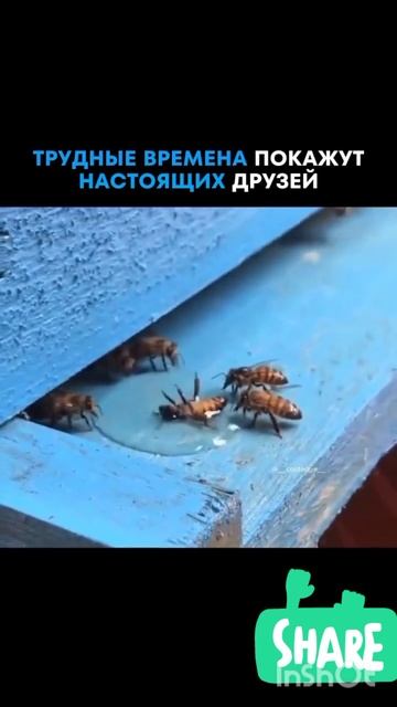 друзья