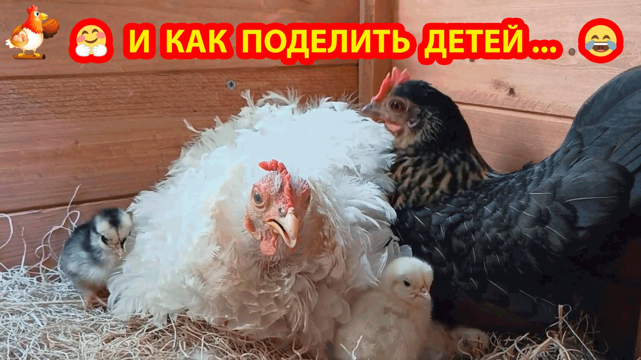Курочки спорили за яйца и не могли поделить цыплят 🥚🐣🐤🤗😂