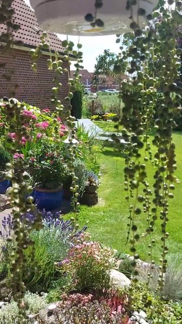 Крестовник Роули- изюминка в летнем саду 🌞 # Senecio rowleyanusist ein Highlight im Sommergarten 🥰