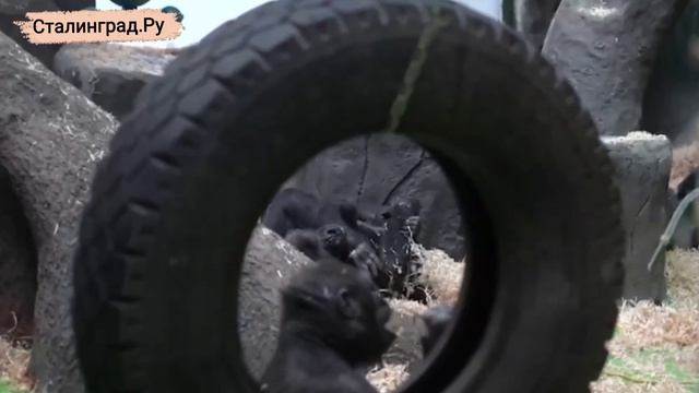 Детёныш капибары и гориллы родились в Московском зоопарке. На кадрах — первые часы их жизни.