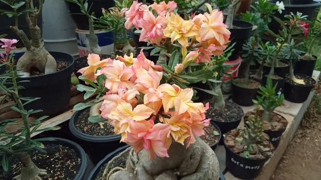 3 Faktor Penyebab Bunga Adenium Rontok sebelum Mekar