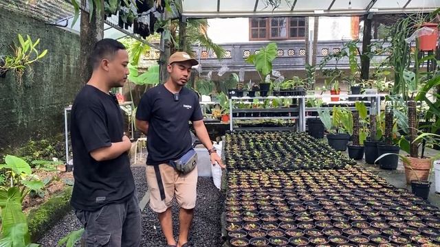 ANTHURIUM LOVERS | Tumbuhanku_ petani anthurium siap launching hybrid baru #aroidaddicts #anthurium